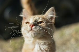 Paws and Peace - Fear Free Veterinary Care at Kōwhai Vet